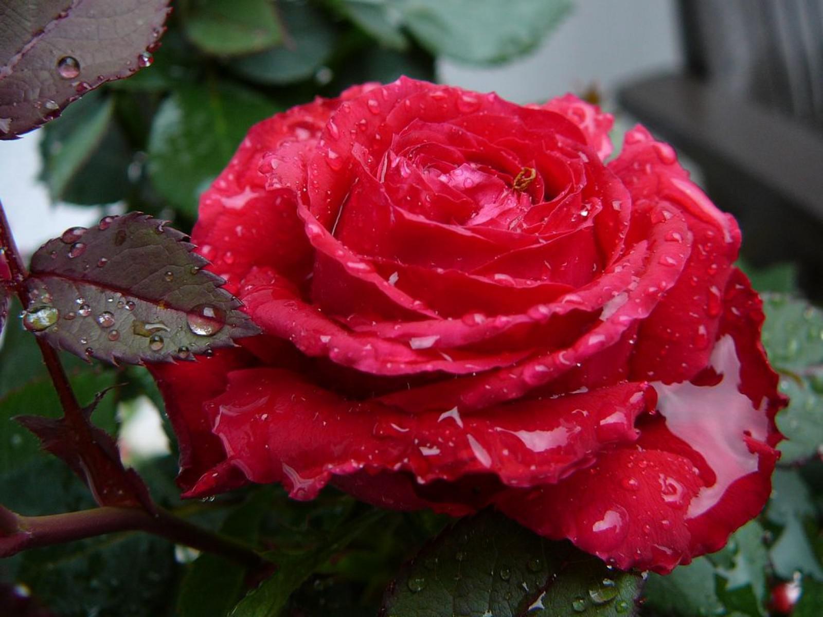 Red rose with water drops - High Quality and other