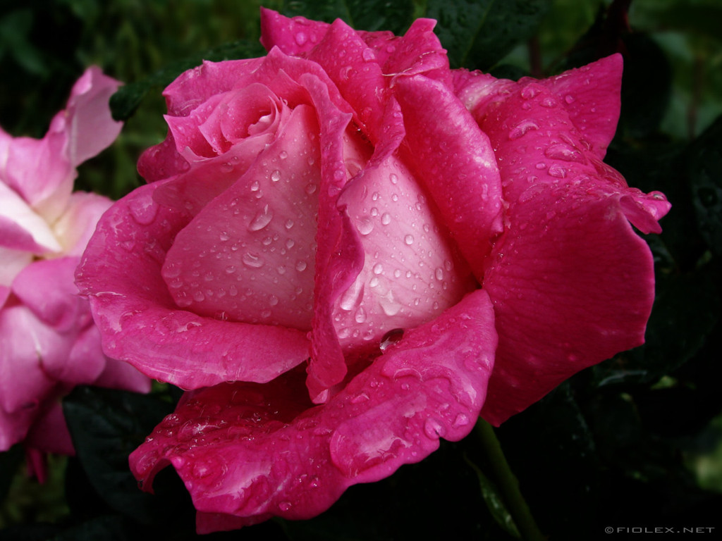 Rose With Water Drops HD Wallpaper ChillCover.com