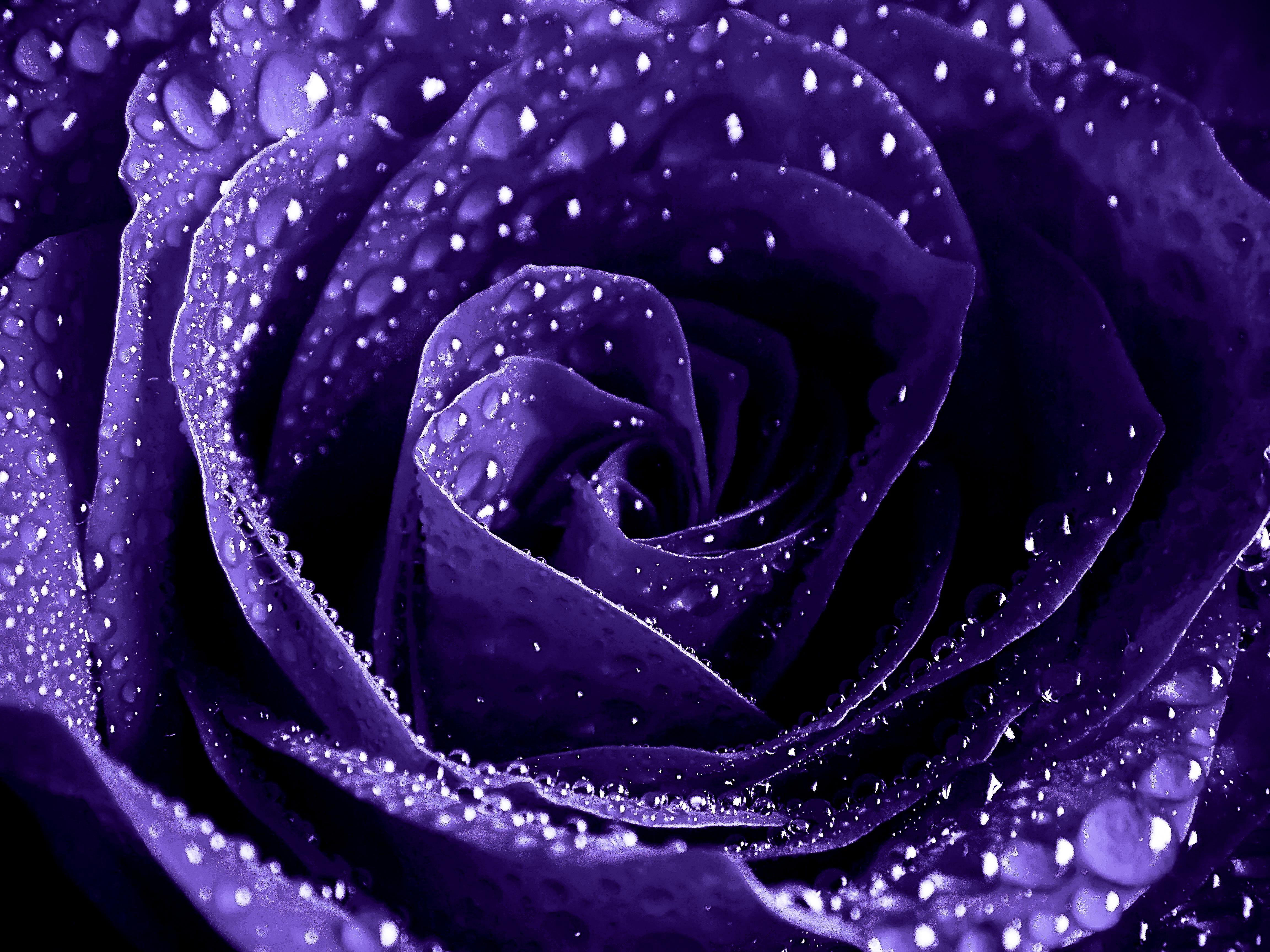 Красивый цветок на фон телефона. Красивые фиолетовые цветы. Сиреневые цветы. Розово фиолетовые цветы.