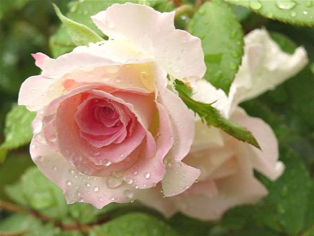 Pink garden rose with waterdrops - (#108813) - High Quality and ...