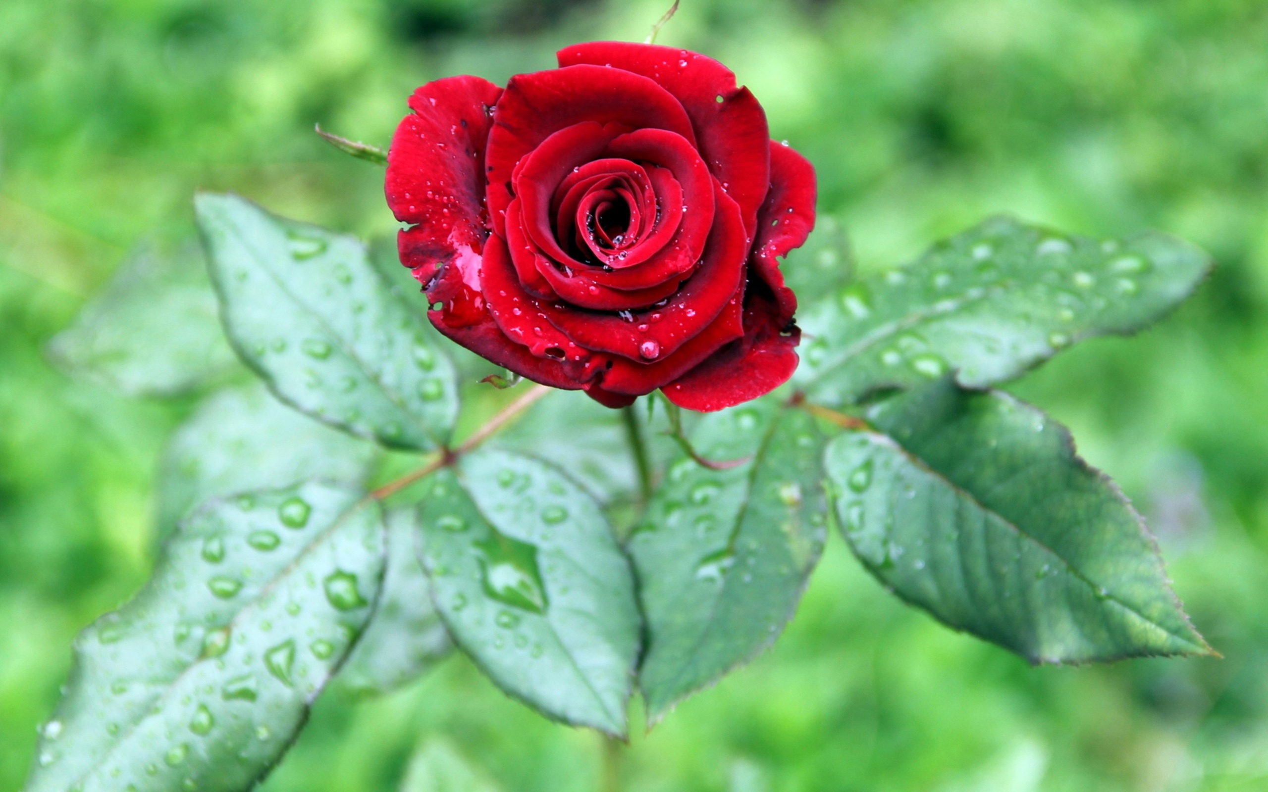 One red rose flower, green leaves, water drops wallpaper,One HD