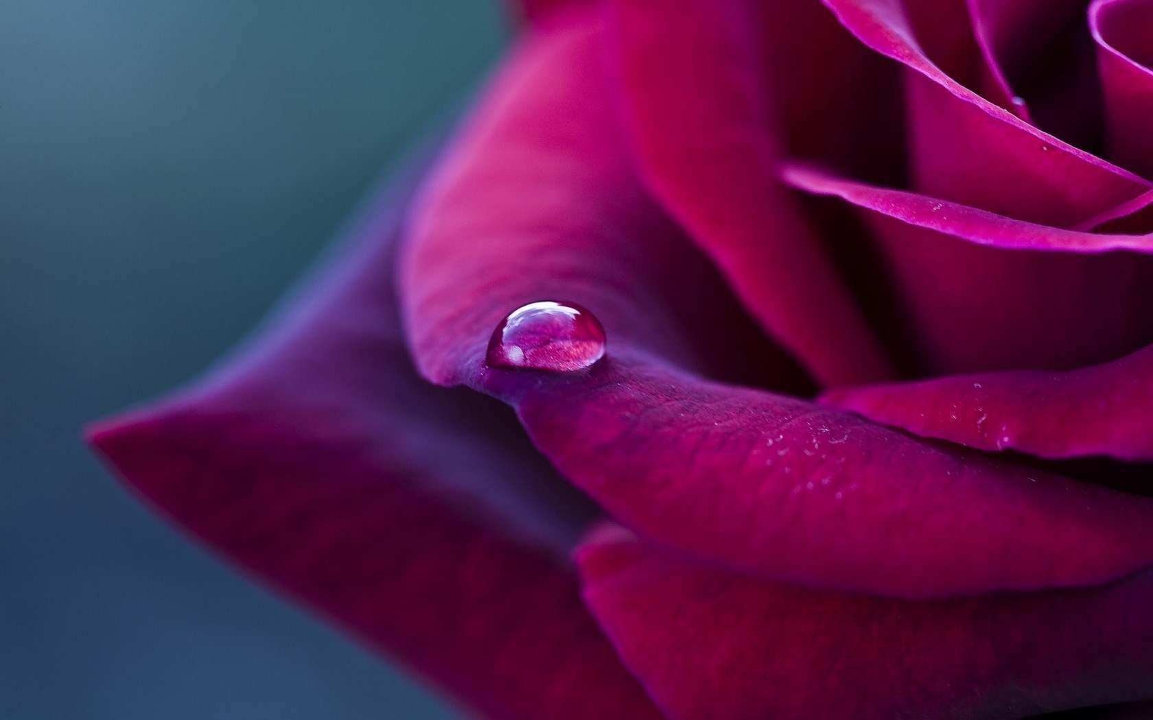 WALLPAPER HD Flower Rose Petals Water Drop
