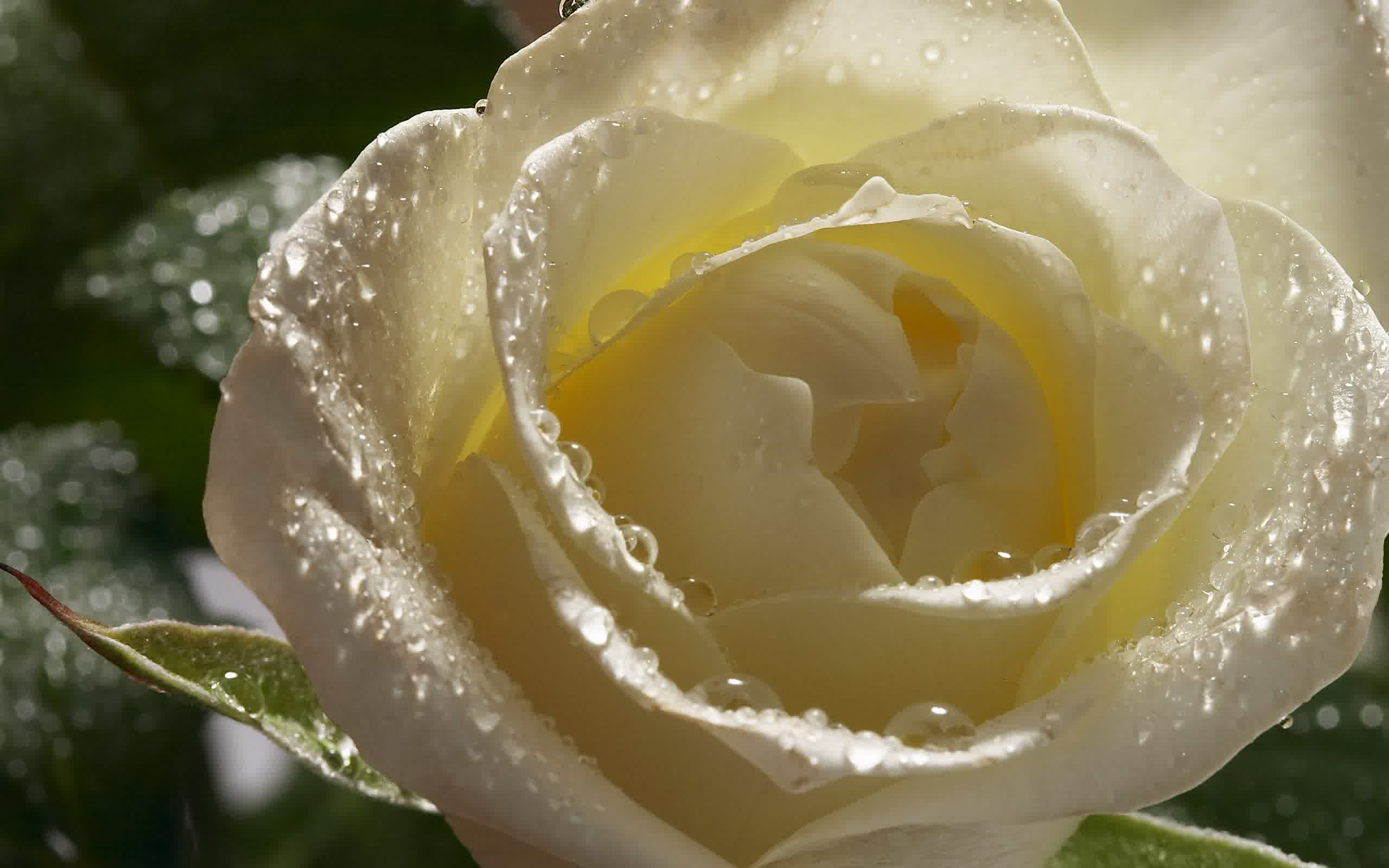 Water Drop On White Rose Flower Macro Wallpape Wallpaper