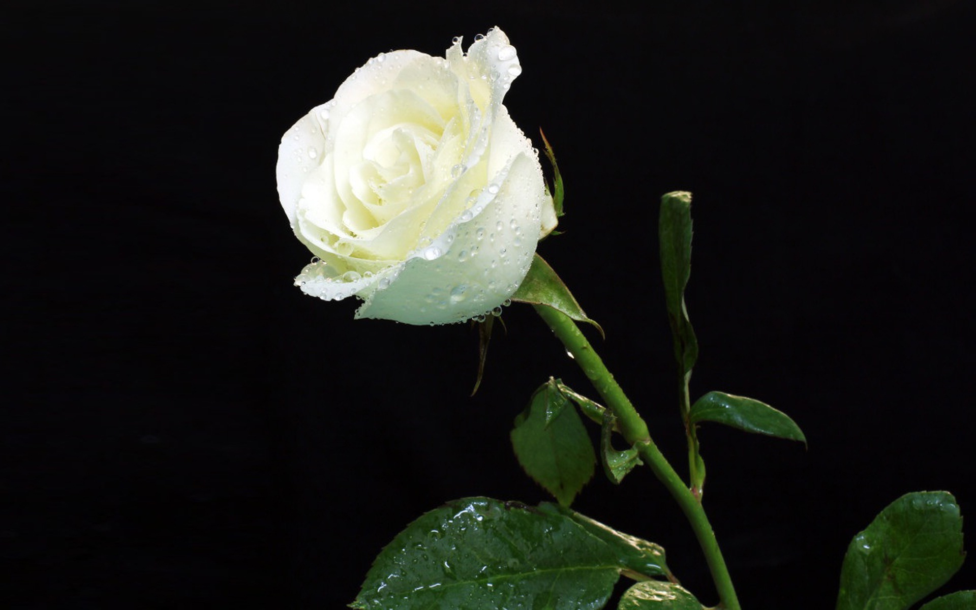 White Rose With Water Drops Wallpapers | HD Desktop Wallpapers