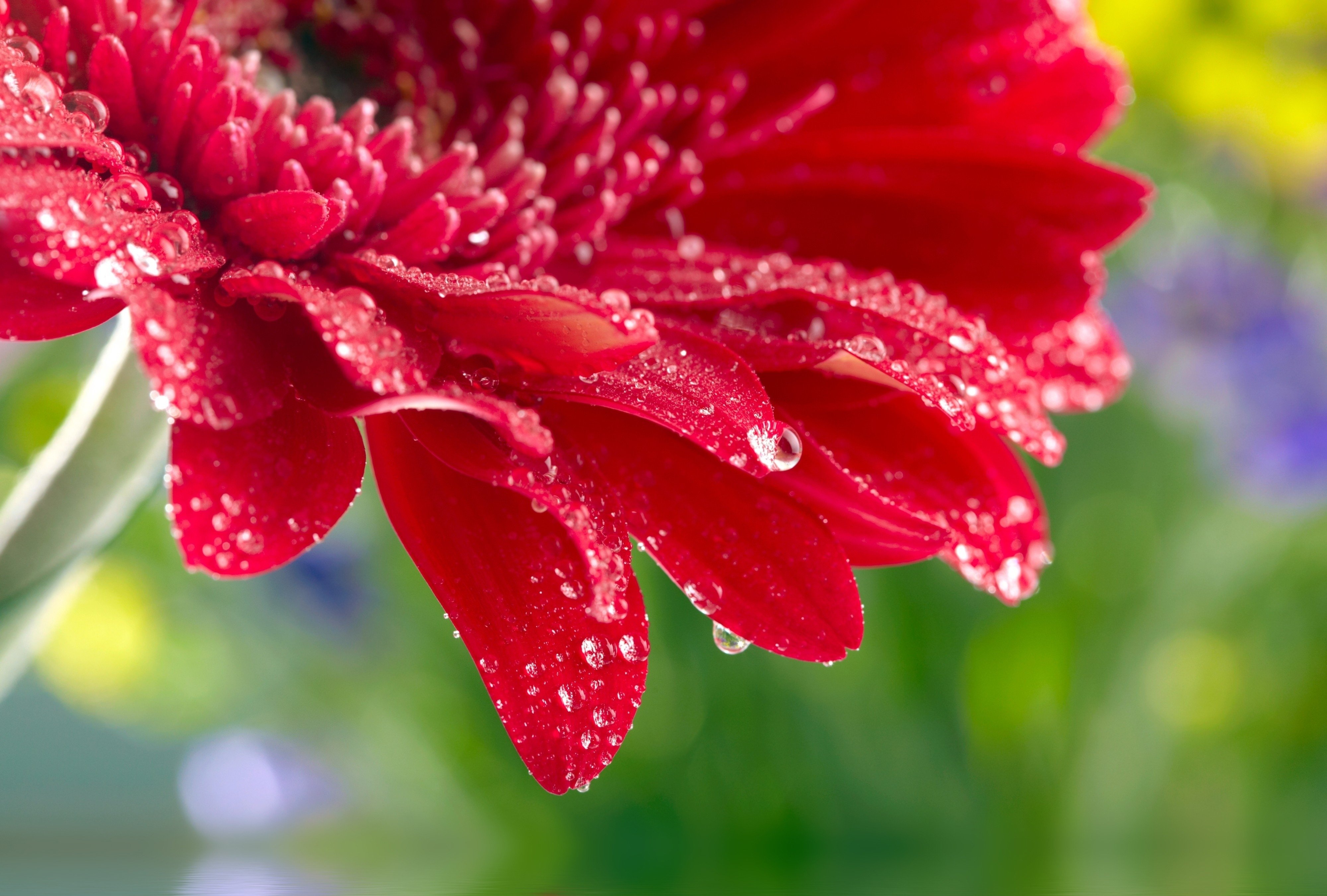 Red daisy gerbera close up rose flower water drops wallpaper ...