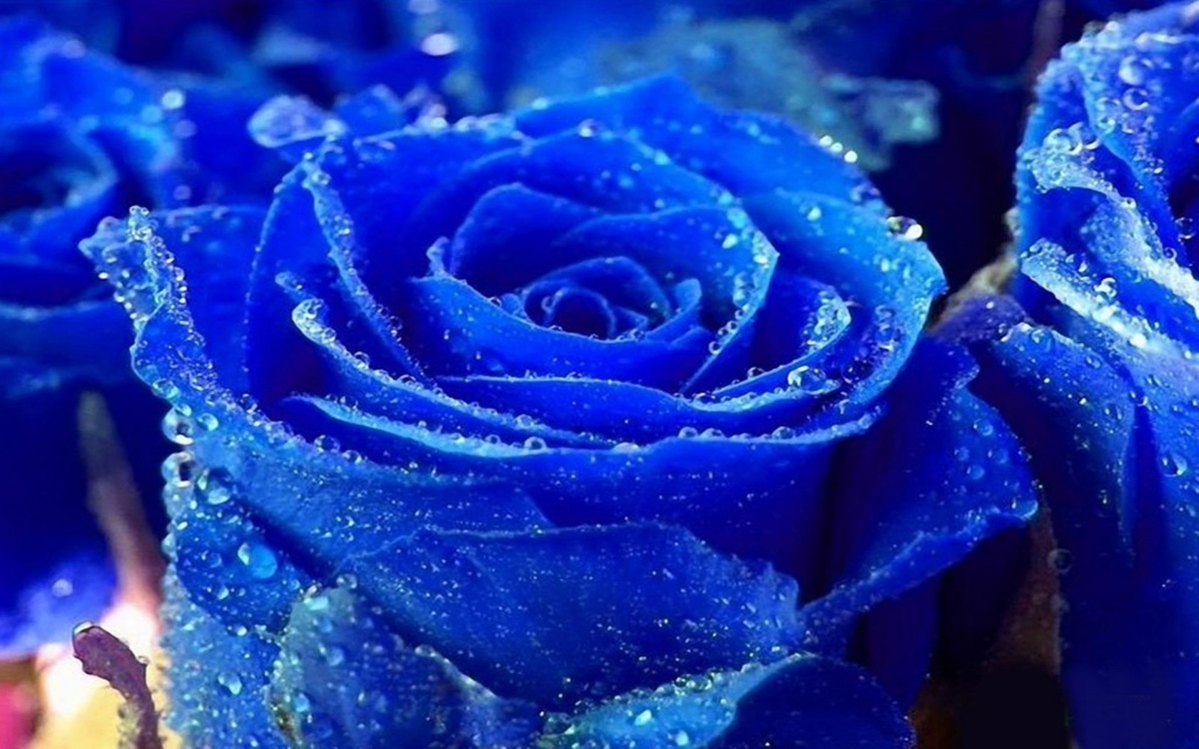 Rose Water Drops Blue Colour Pictures Beautiful Flower Rose