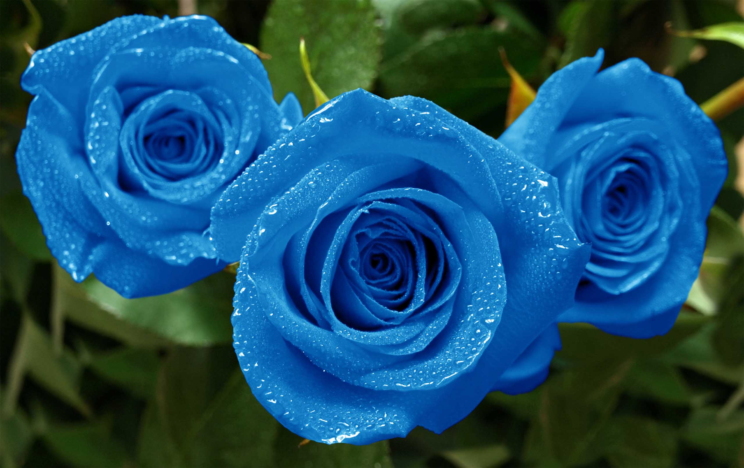 Blue Rose Desktop Wallpapers