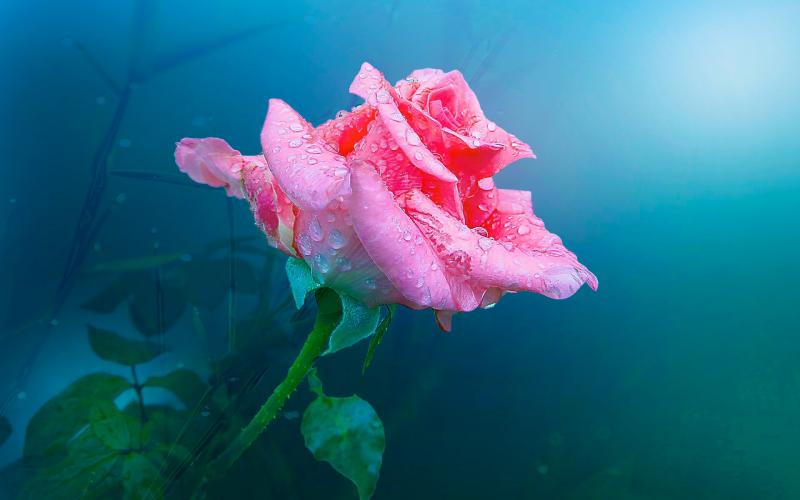 One pink rose flower, water drops wallpaper,One HD wallpaper,Pink ...