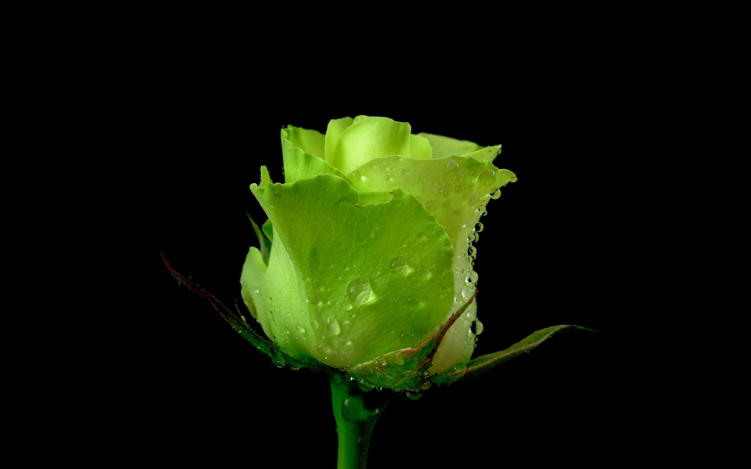 Rose flower green dew water drops wallpaper | 2560x1600 | 182375 ...