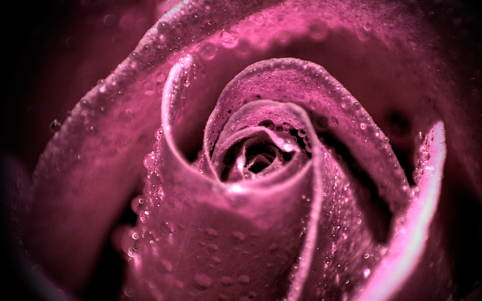 Purple, Pink Rose Water Drops New Hd Wallpaper