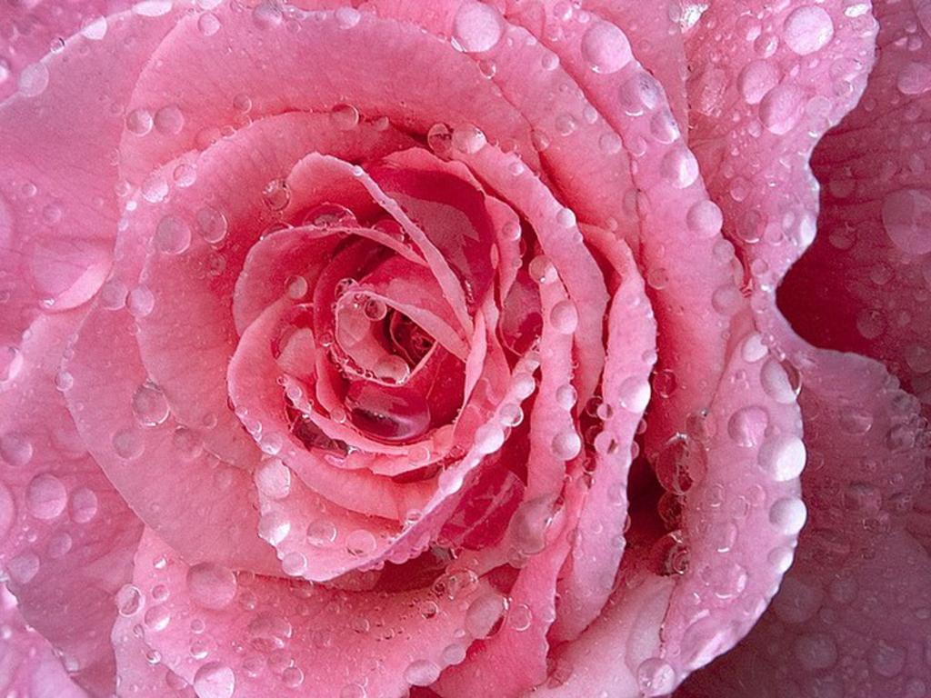 Rose With Water Drops Wallpapers