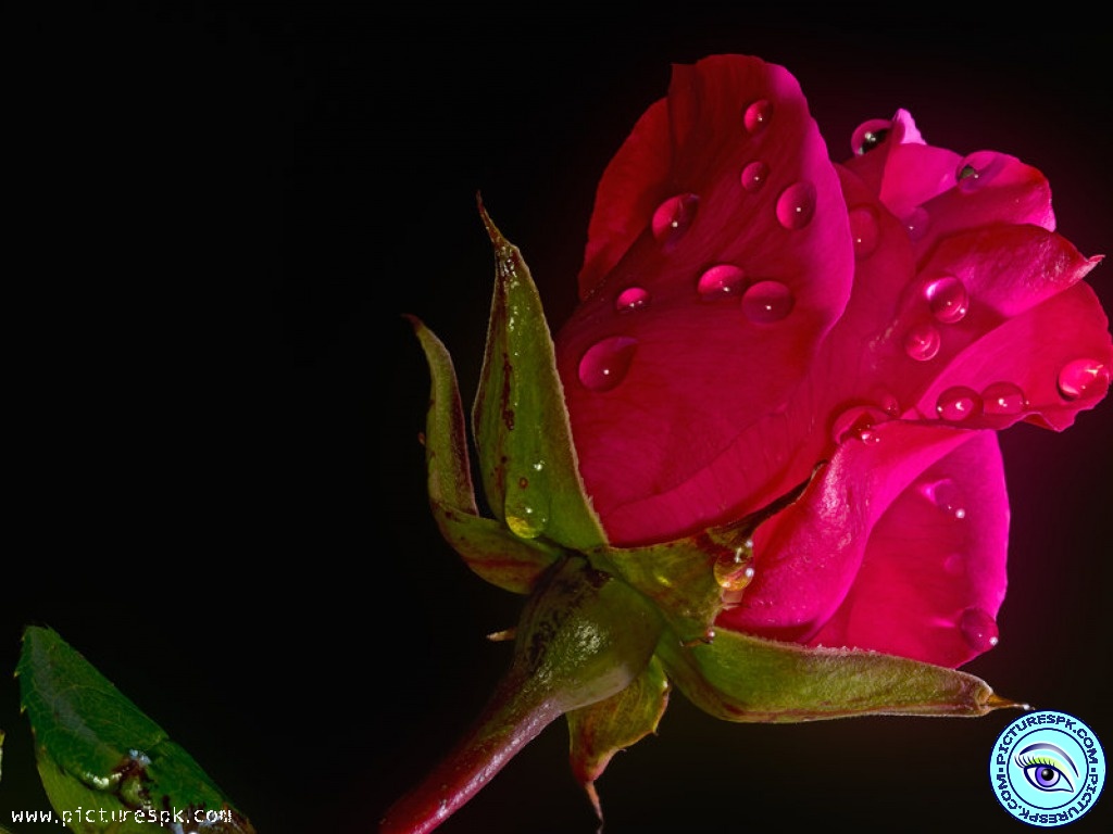 View Pink Roses With Water Drops Picture Wallpaper in 1024x768 ...
