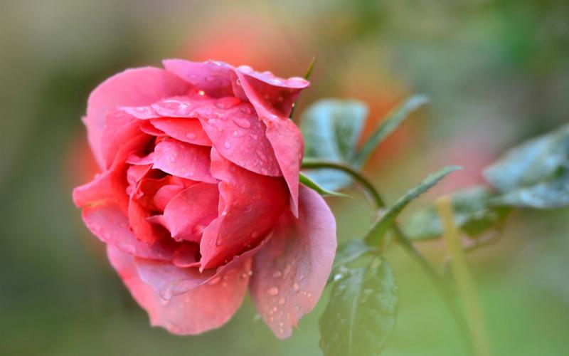 Single red rose flower, water drops wallpaper,Single HD wallpaper ...