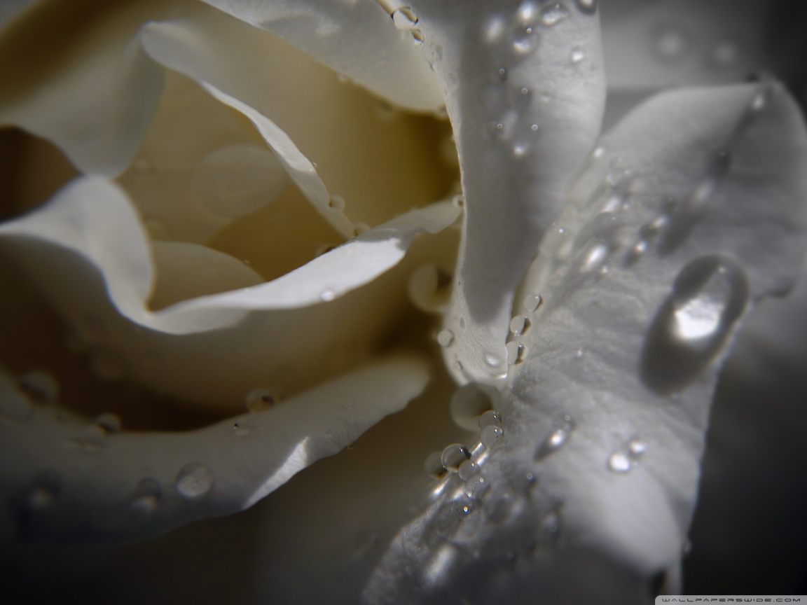 White Rose With Water Drops HD desktop wallpaper : High Definition ...
