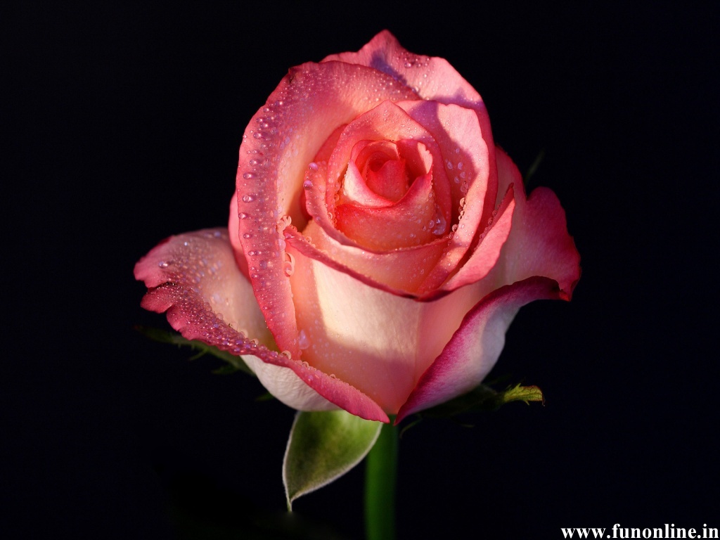 Pink Rose Wallpapers, Attractive Pink Roses HD Wallpapers For Free