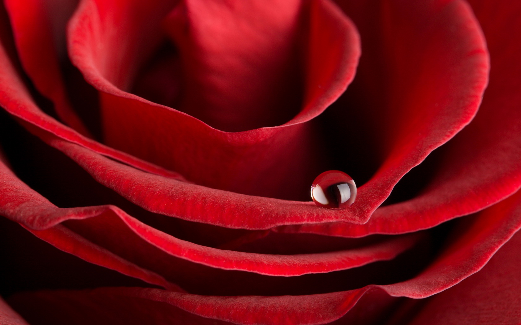Flowers Rose Water Drops Red wallpaper | 1680x1050 | 135562 ...