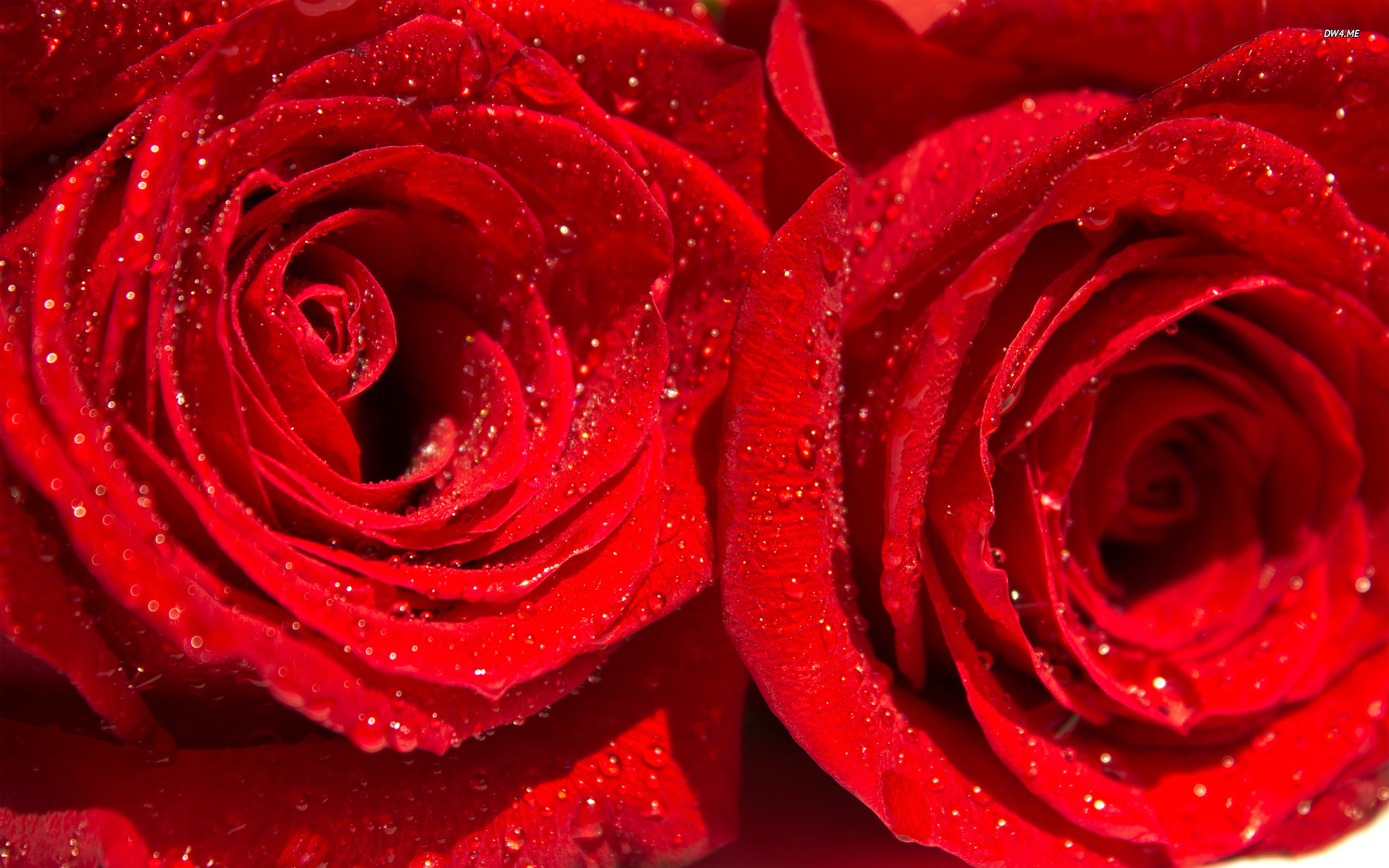 Red rose with water drops | danasrge.top