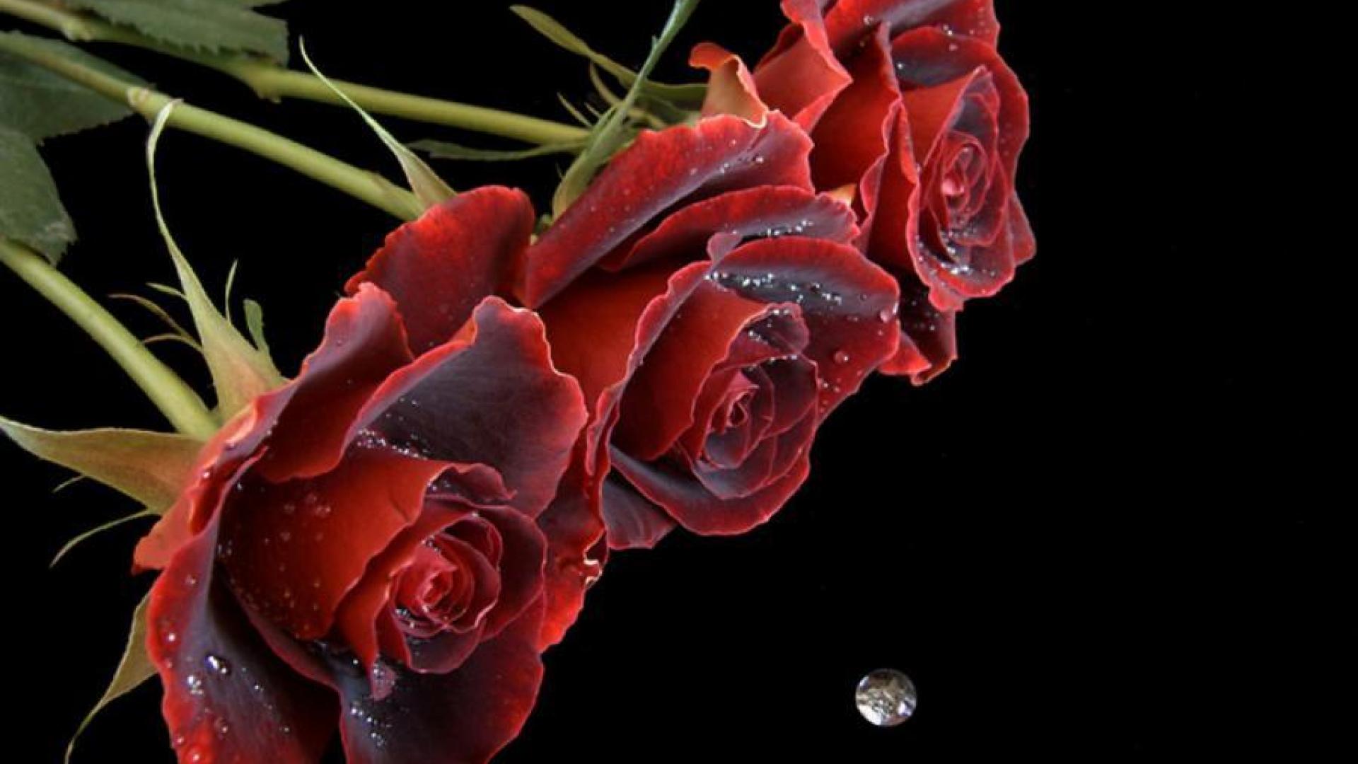 RUBY RED ROSES AND DIAMOND DROPLETS WALLPAPER - (#9533) - HD ...