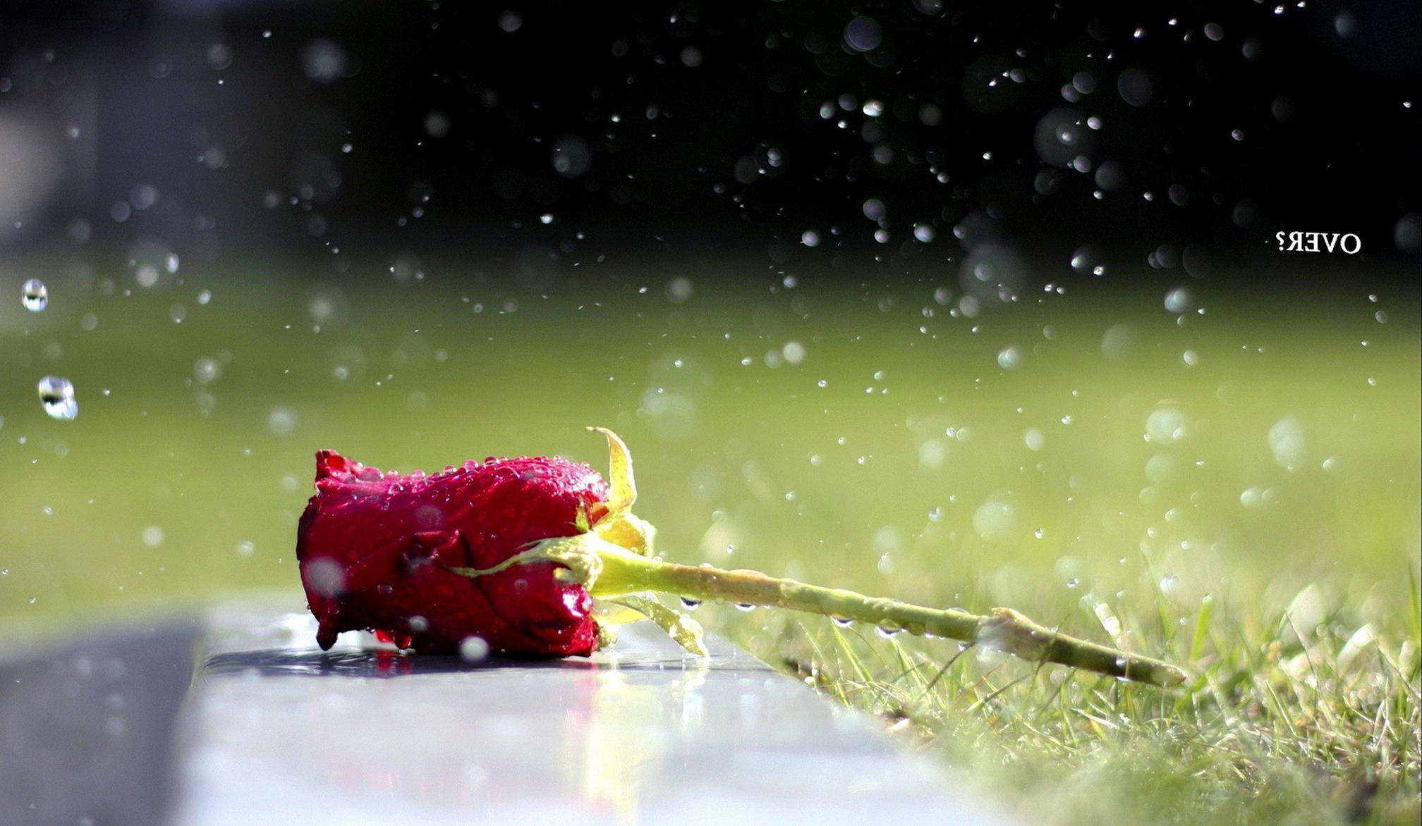 Fallen Single Rose And Waterdrops Wallpapers HD / Desktop and ...