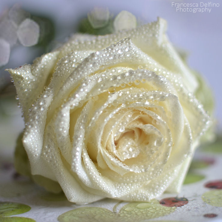 White rose with water drops by FrancescaDelfino on DeviantArt