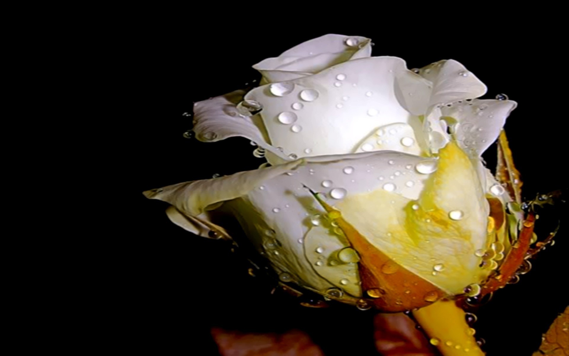White rose in a drop of water wallpapers and images - wallpapers ...