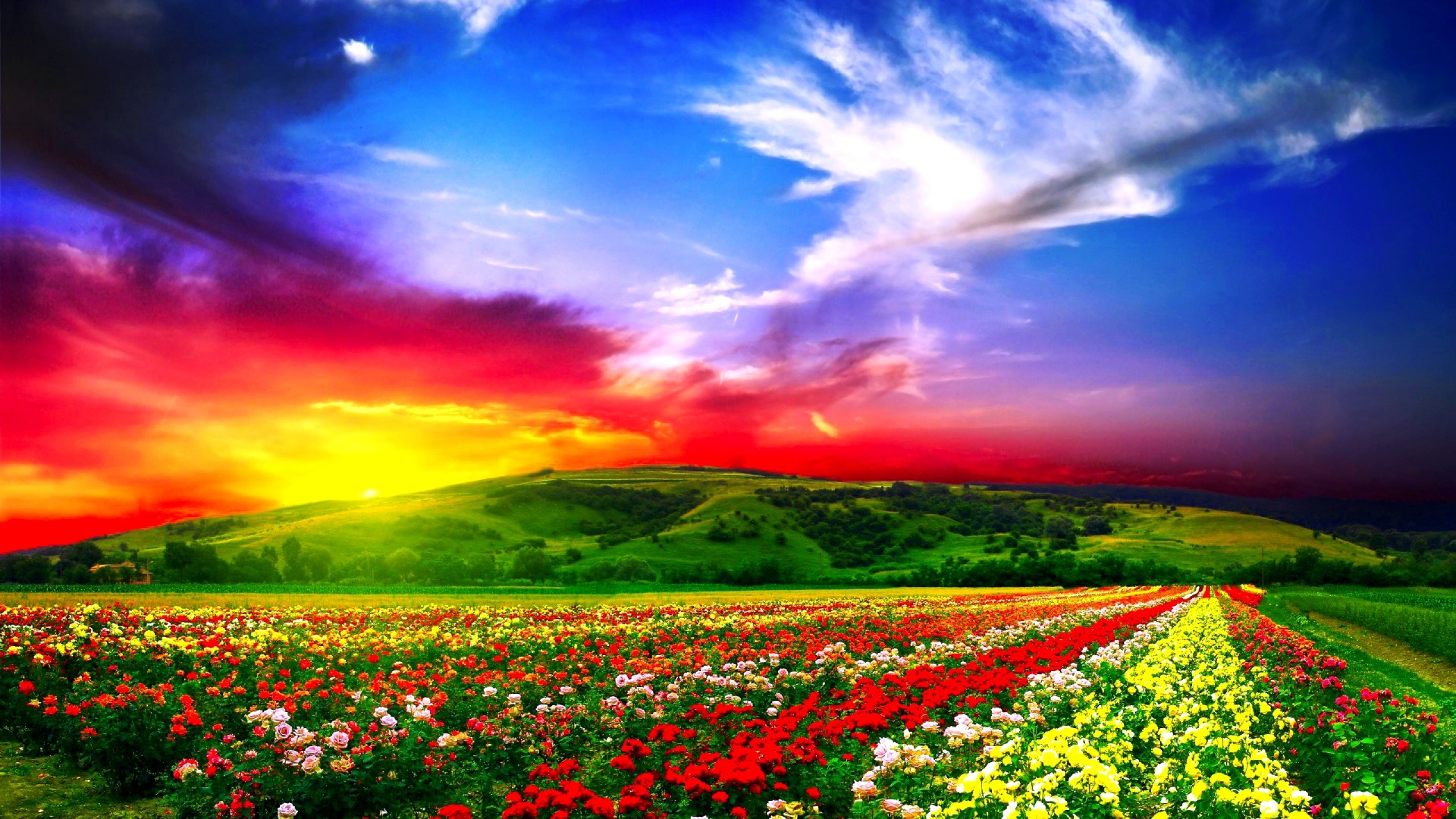 Download Wallpaper 2560x1440 Flowers, Field, Beautiful Mac iMac 27 ...