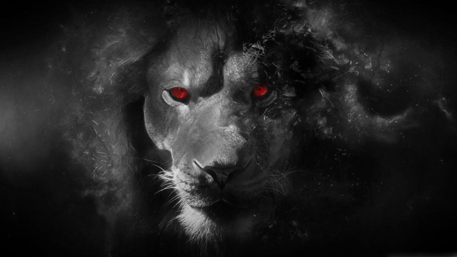 Lion Black and White Beautiful Wallpapers 6432 - Amazing Wallpaperz