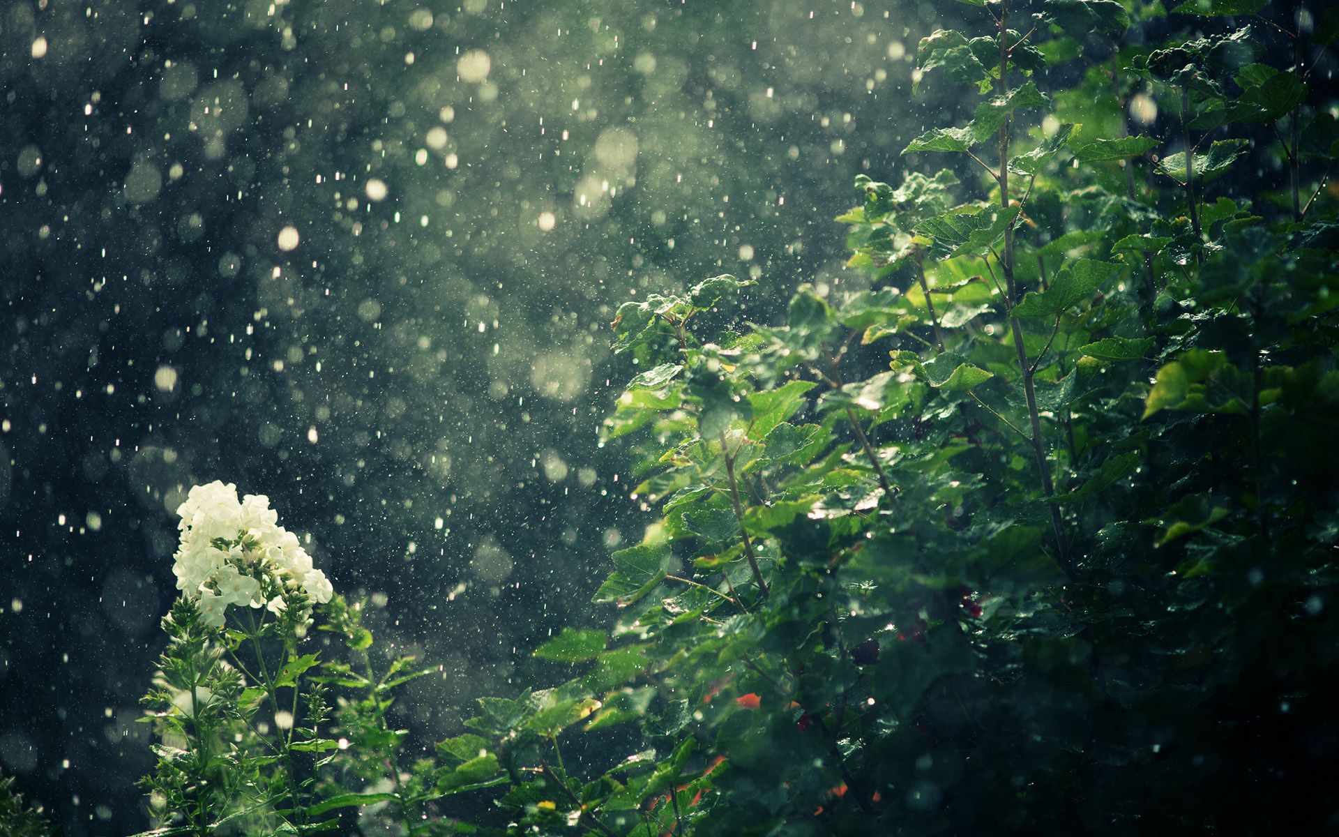 129 Rain HD Wallpapers Backgrounds - Wallpaper Abyss