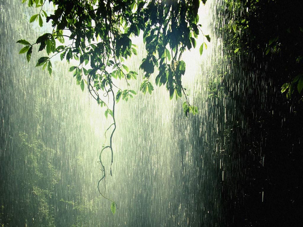 Rain - Quotes and Wallpapers - The Wondrous Pics