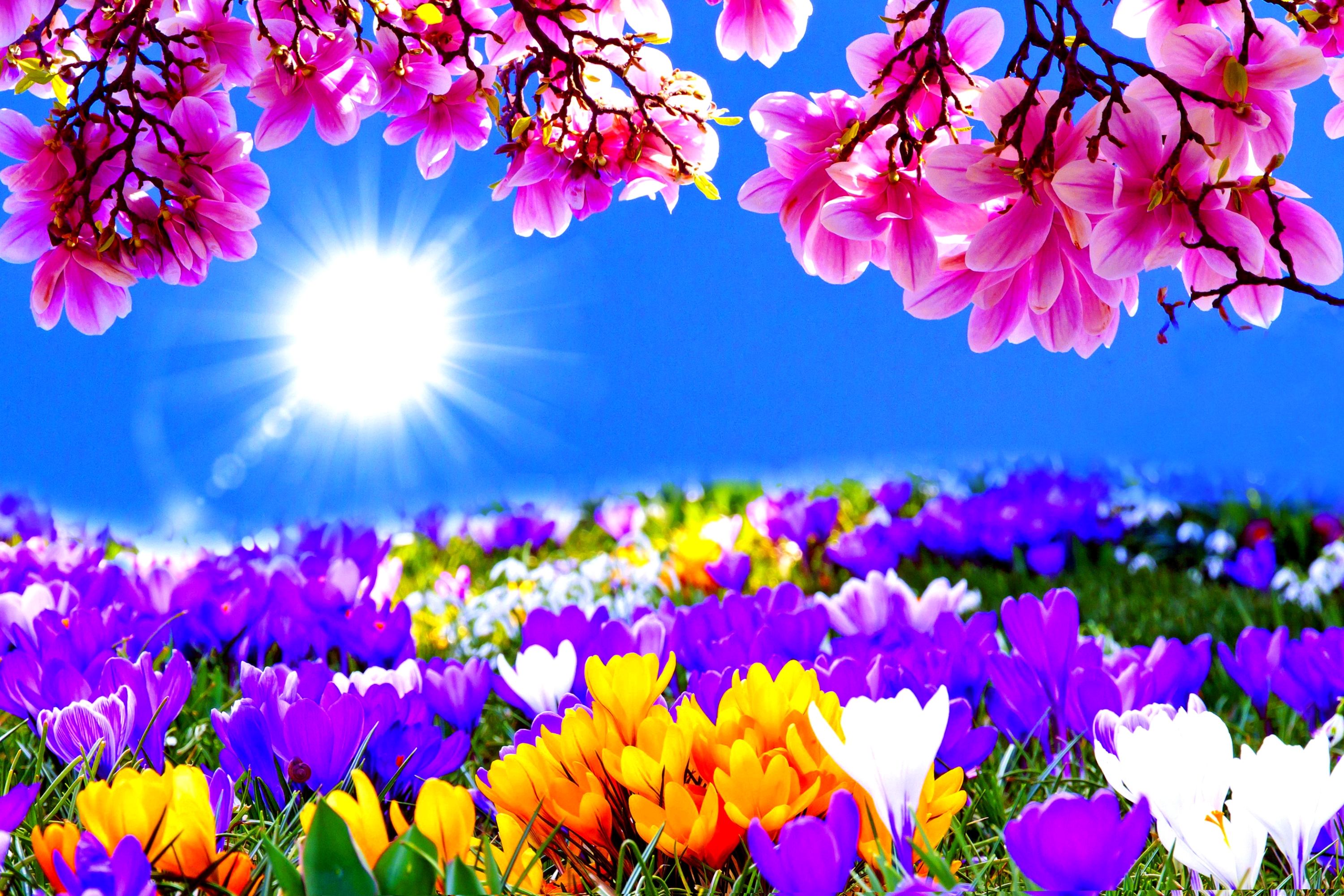 Natural Images, Flowers, Cute Desktop Images, Nature Background ...