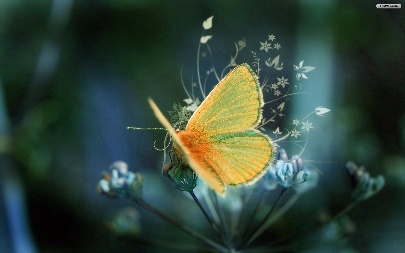 Desktop wallpaper butterfly download