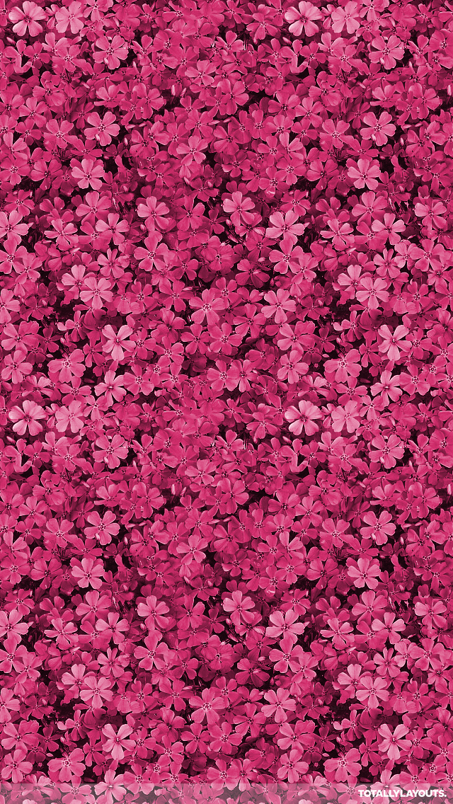 Pretty Field Of Pink Flowers Iphone Wallpaper Floral Backgrounds