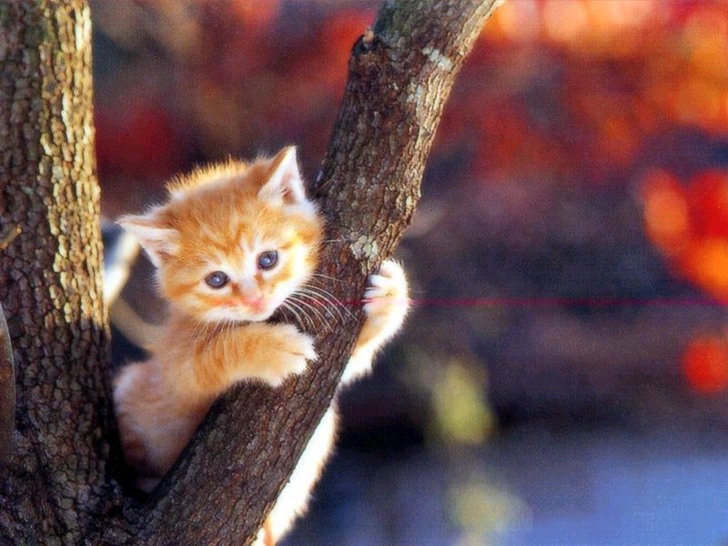 Cat Wallpaper Iphone Mobile HD Wallpaper High Quality