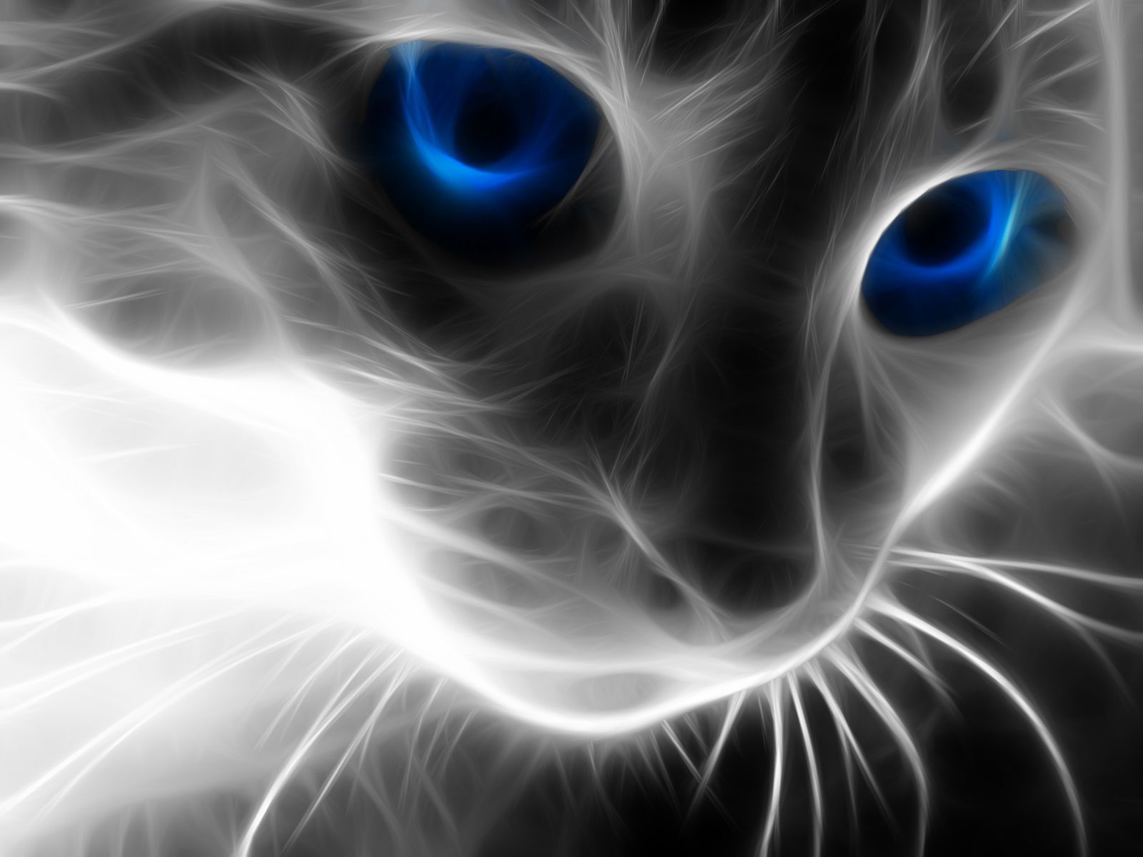 5673 Cat HD Wallpapers Backgrounds - Wallpaper Abyss
