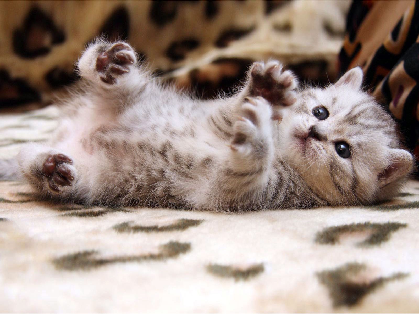 cute wallpaper for computer 12 1024×557 cute wallpapers | Free Photos