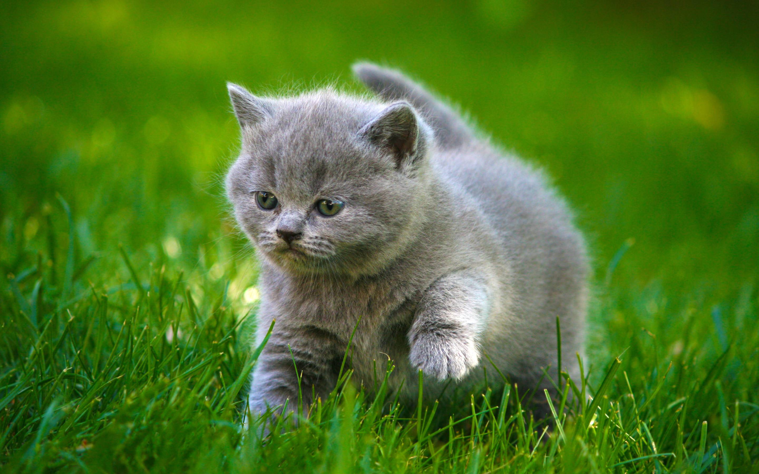 Cat Backgrounds