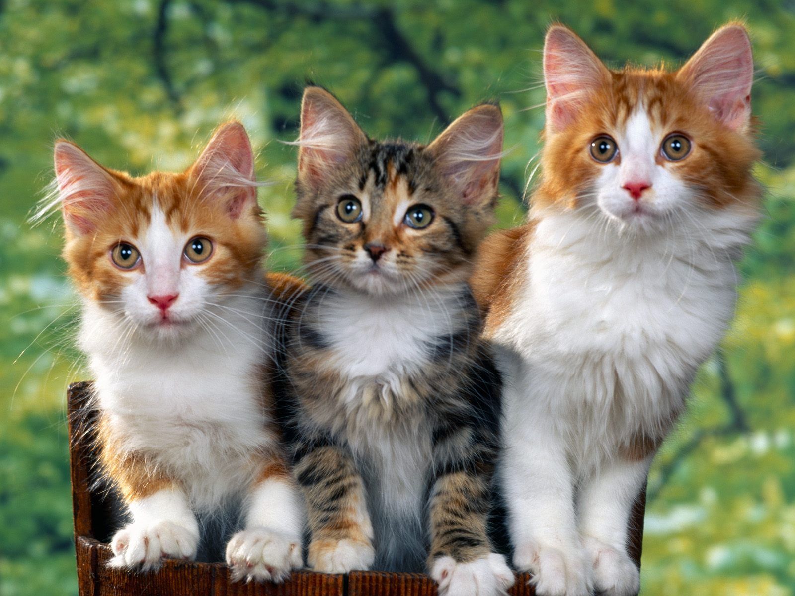 Cats HD Wallpapers | Cat Desktop Wallpaper | Cool Wallpapers