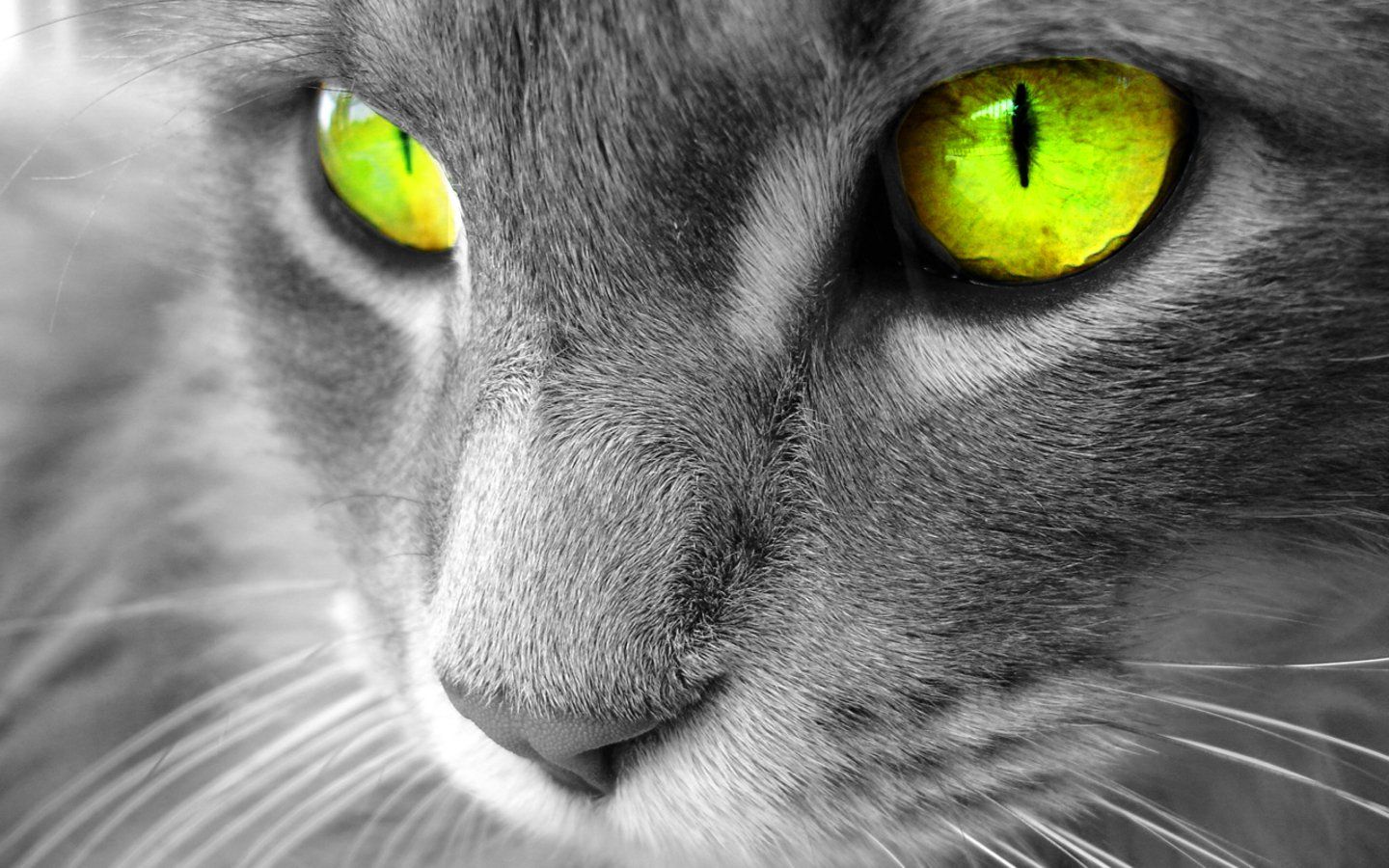 Cat HD Backgrounds 3596 - HD Wallpapers Site