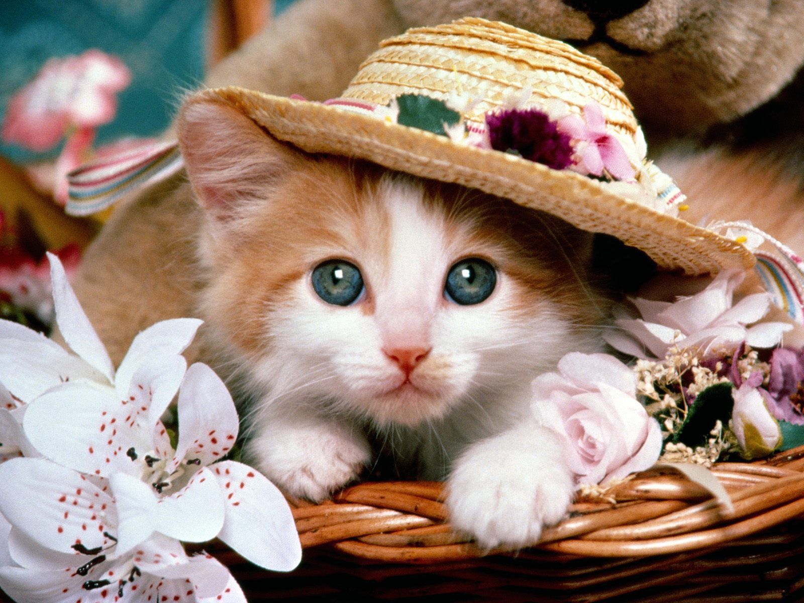 Cute Cats & Dogs Wallpapers Images Free Download For Desktop ...