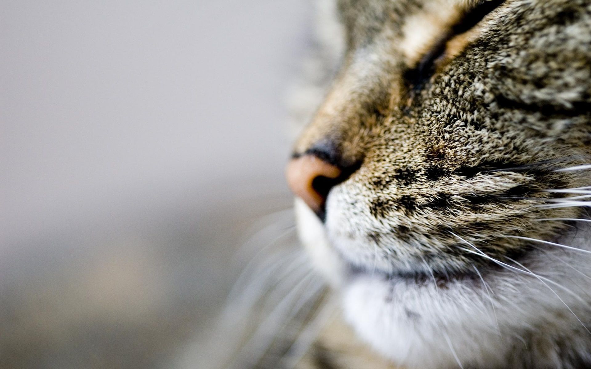 Cat Face And Whiskers Wallpaper High Resolutio #5446 Wallpaper ...