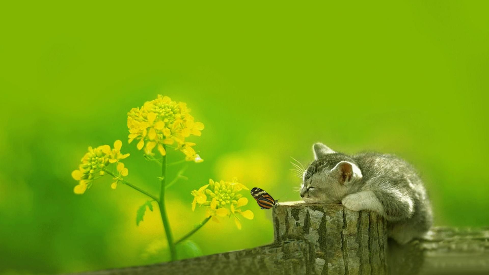 Cute Wallpaper Cat Wallpapers Background Backgrounds 1920x1080 ...