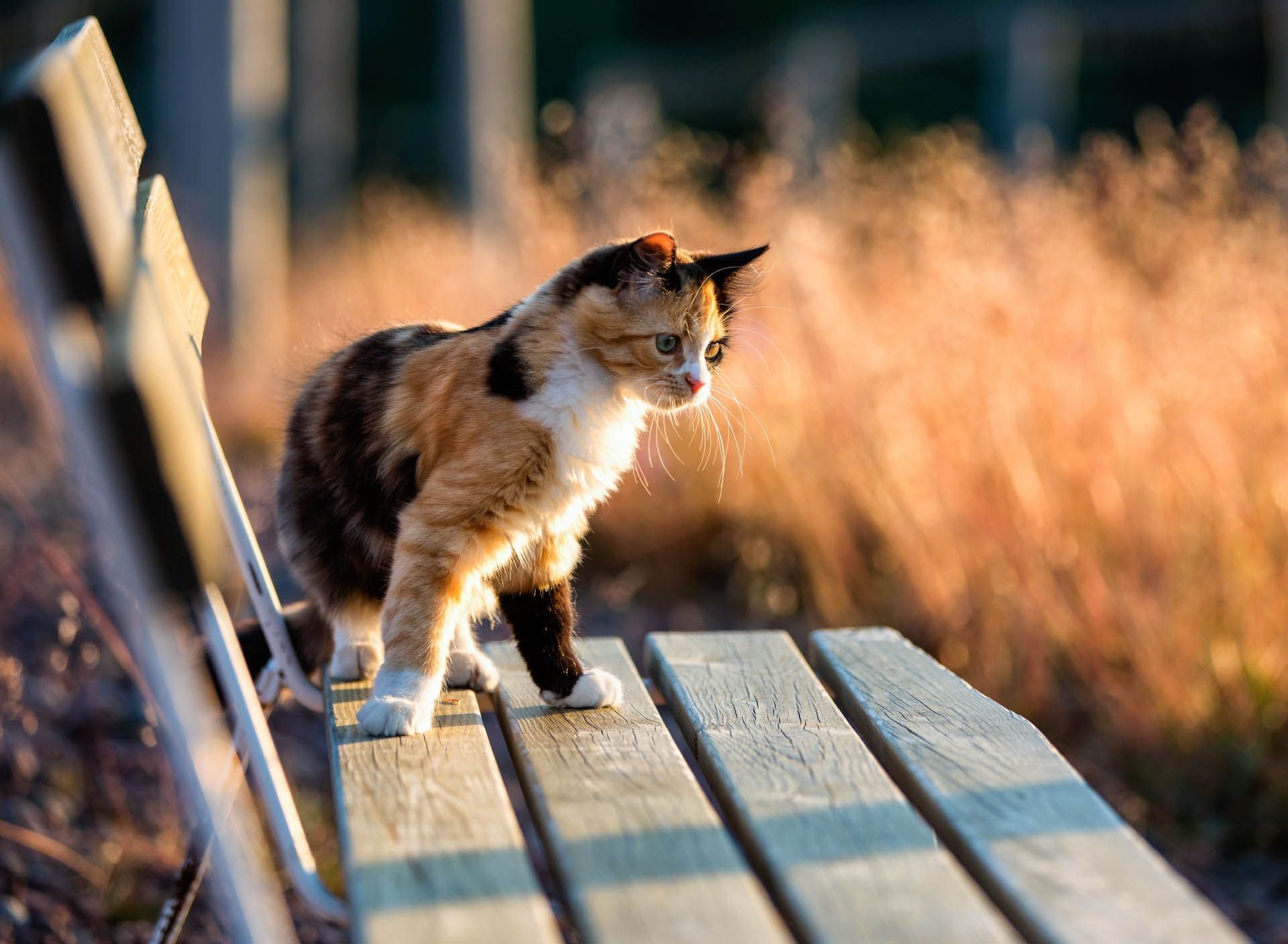 Calico Cat Wallpapers Looks Cute
