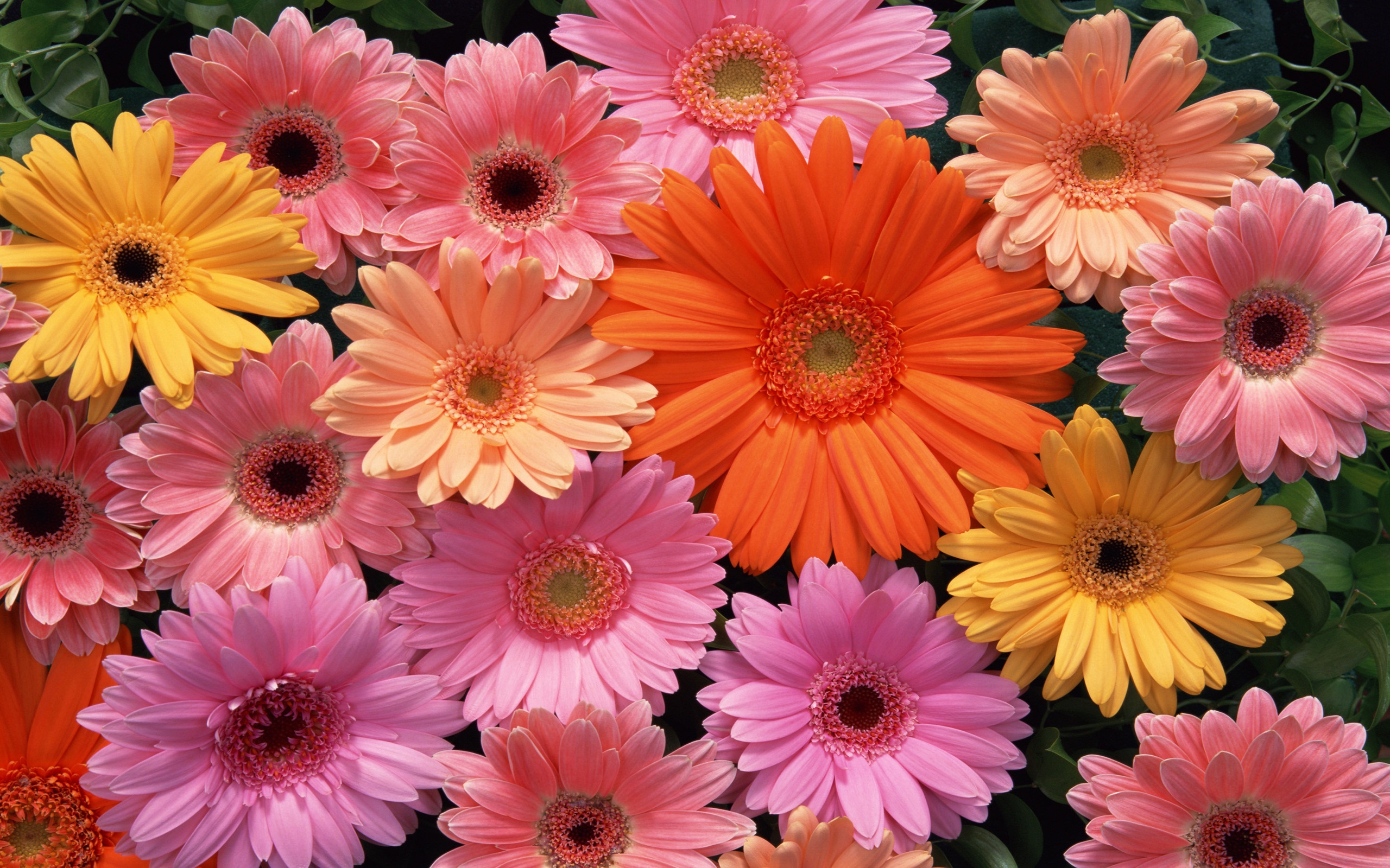 Download Beautiful Flowers Wallpapers HD Wallpapers Desktop