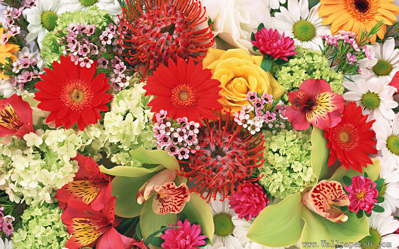Multicolored flowers － Flower Wallpapers - Free download ...