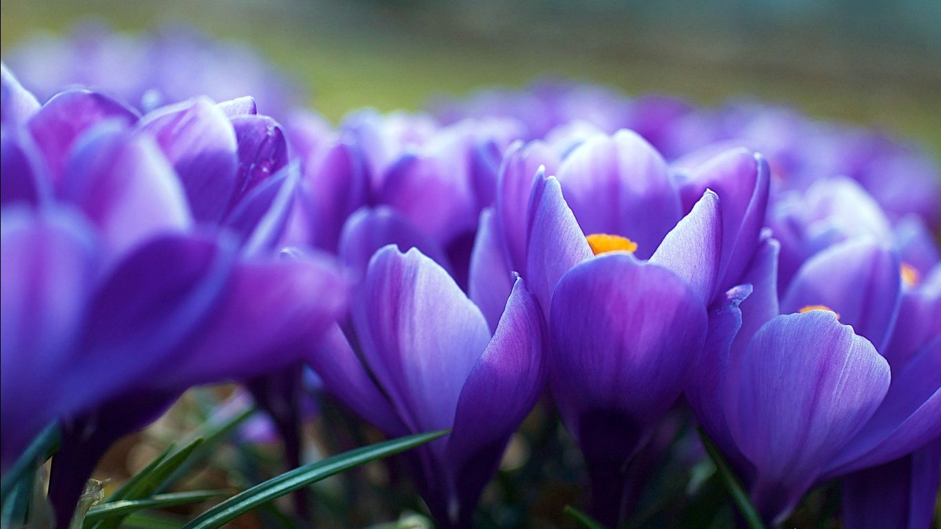 Flowers For Wallpapers Free Download - HD Wallpapers Pretty