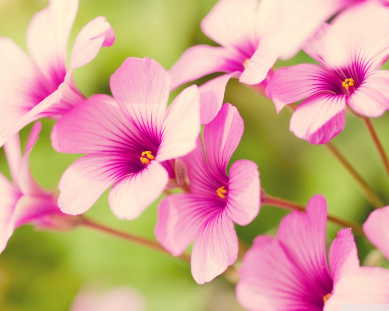Flowers Wallpaper Download Collection 43