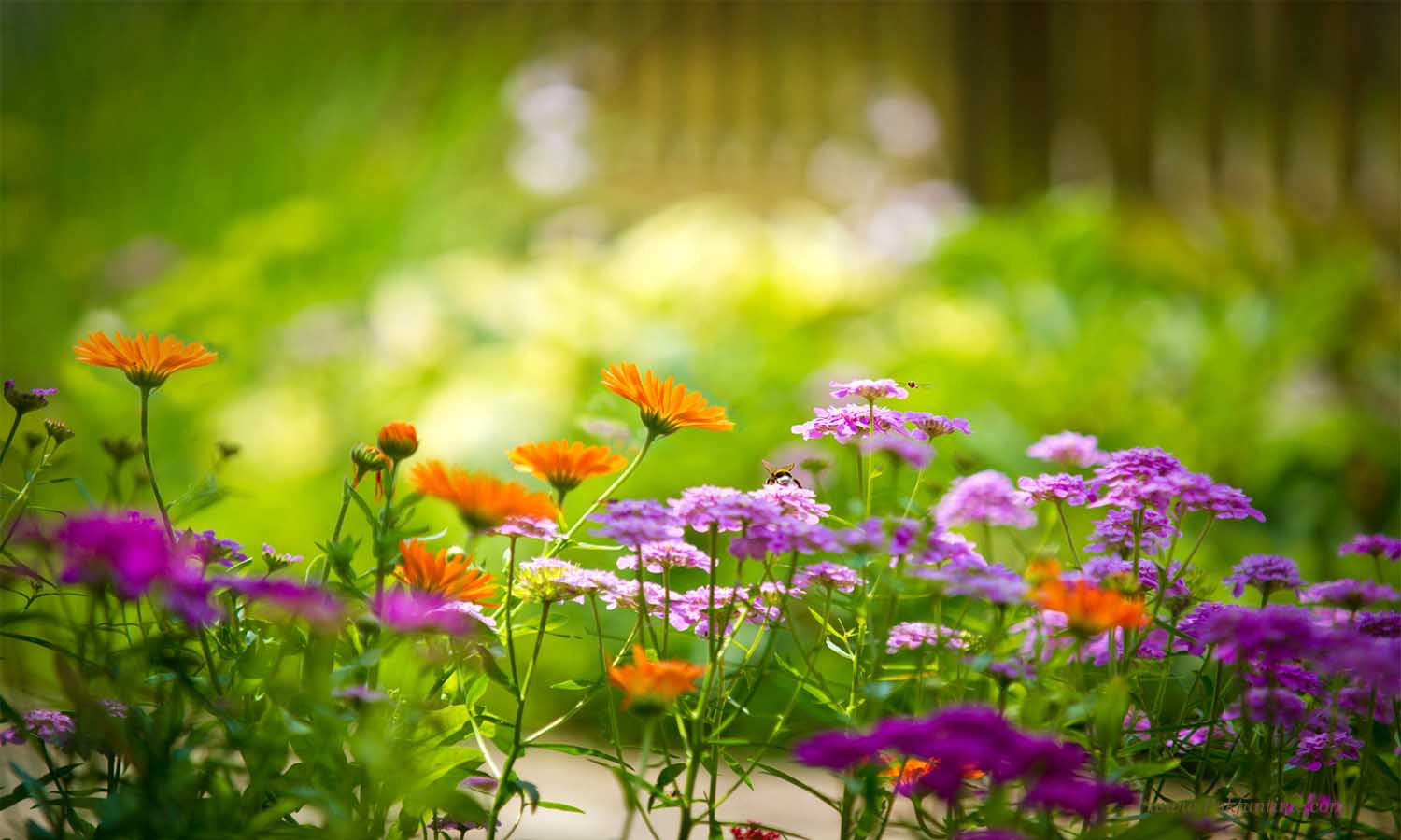 Nature flower wallpaper free download - 7HDBackgrounds