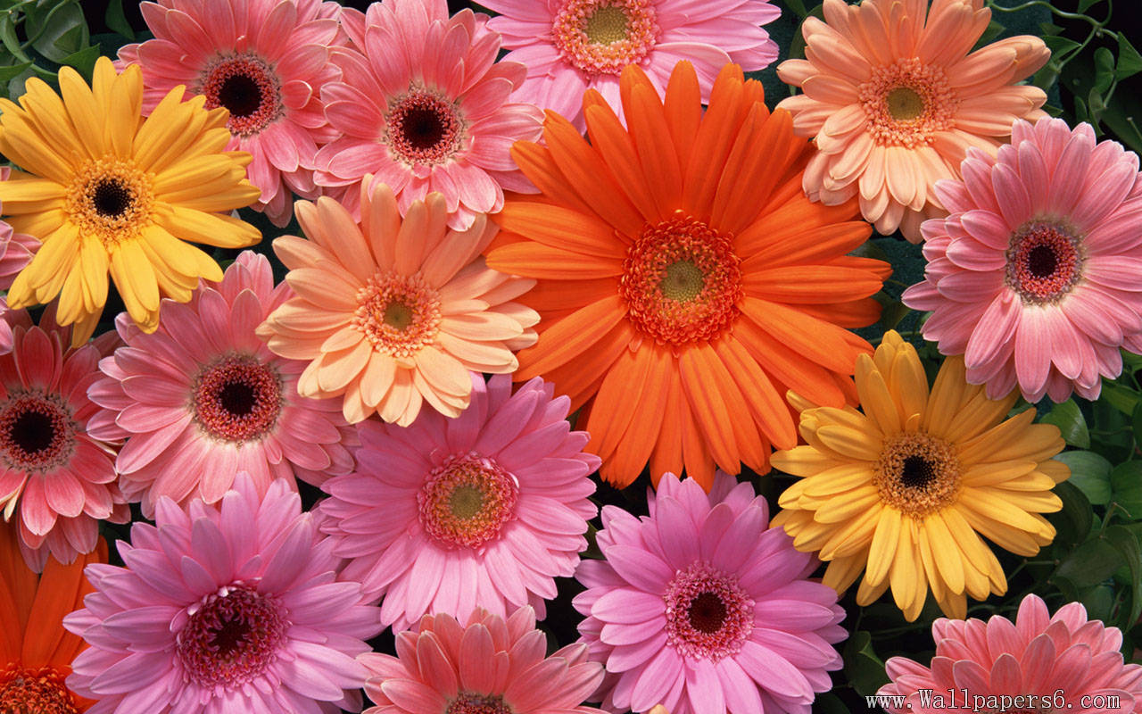 RePin image Flower Wallpaper on Pinterest
