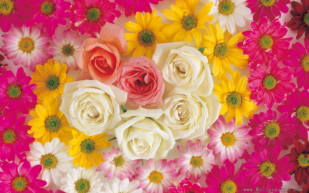 Rose with various colors Flower Wallpapers - Free download