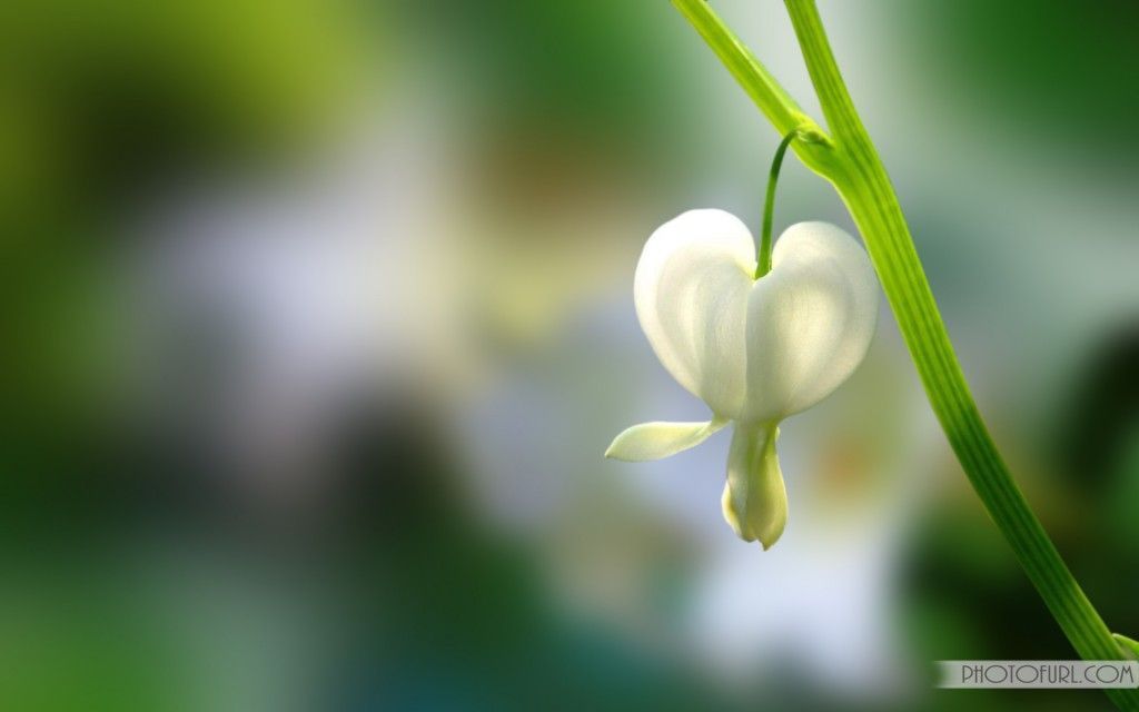 Flowers Wallpapers | Free Wallpapers